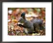 A Squirrel Handles A Nut Received From A Child In A Park In Bucharest, Romania November 6, 2006 by Vadim Ghirda Limited Edition Print