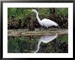 White Egret At Magnolia Plantation And Gardens, Charleston, South Carolina, Usa by Julie Eggers Limited Edition Print