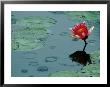 Raindrop Patterns Imitate Lily Pad On Laurel Lake, Near Bandon, Oregon, Usa by Tom Haseltine Limited Edition Print