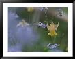 Forget-Me-Not And Yellow Columbine Wildflowers by Norbert Rosing Limited Edition Pricing Art Print