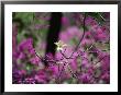 A Single Dogwood Blossom Is Seen Against A Colorful Background by Stephen St. John Limited Edition Print