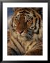 A Close View Of A Proud Siberian Tiger by Marc Moritsch Limited Edition Print