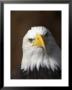 A Portrait Of A Northern American Bald Eagle by Ralph Lee Hopkins Limited Edition Pricing Art Print