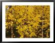 A Birch Tree Yellowed By The Autumn Season by Raymond Gehman Limited Edition Pricing Art Print