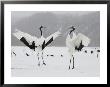 Pair Endangered Red-Crowned Cranes In Mating Dance (Grus Japonensis) by Roy Toft Limited Edition Print