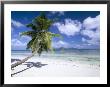Leaning Palm Tree And Beach, Anse Severe, Island Of La Digue, Seychelles, Indian Ocean, Africa by Lee Frost Limited Edition Print