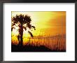 Sunset Near Folley Beach, Charleston, South Carolina, Usa by Julie Eggers Limited Edition Print