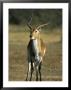 Red Lechwe, Kobus Leche Leche, Moremi Wildlife Preserve, Botswana, Africa by Thorsten Milse Limited Edition Pricing Art Print