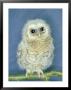 Tawny Owl, Young, Uk by Les Stocker Limited Edition Pricing Art Print