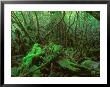 Yakushima Rainforest, Kagoshima, Japan by Rob Tilley Limited Edition Pricing Art Print