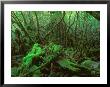 Yakushima Rainforest, Kagoshima, Japan by Rob Tilley Limited Edition Print