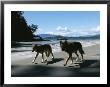 A Pair Of Wolves Walk Along The Beach by Joel Sartore Limited Edition Print