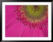 Gerbera, Shocking Pink, United Kingdom by Steve & Ann Toon Limited Edition Print