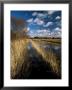 Wicken Fen, Cambridgeshire, England, United Kingdom by Lee Frost Limited Edition Print