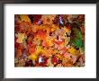 Snow On Autumn Leaves Near Heart Lake In The Adirondak Mountains In Upstate New York, Usa by Rob Blakers Limited Edition Print
