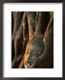 Buddha Head Inbedded In Roots At Wat Phra Mahathat, Ayuthaya, Thailand by Anders Blomqvist Limited Edition Print