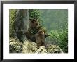 Brown Bear With Cubs, Bayerischer Wald National Park, Germany by Norbert Rosing Limited Edition Print