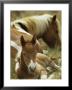 Wild Pony And Foal At Rest In A Grassy Plain by James L. Stanfield Limited Edition Pricing Art Print