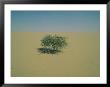 A Tree Growing In The Desert by James L. Stanfield Limited Edition Print