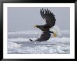 Stellers Sea Eagle In Flight Over Sea Ice (Haliaeetus Pelagicus) by Roy Toft Limited Edition Print