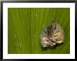 Two Tent-Making Bats Huddle Together Under Palm (Artebius Watsonii) by Roy Toft Limited Edition Print