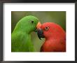 Closeup Of Male And Female Eclectus Parrots, Respectively by Tim Laman Limited Edition Print