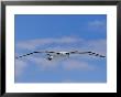 A Shy Albatross In Flight In A Clear Blue Sky, This Species Is Considered Vulnerable by Jason Edwards Limited Edition Print