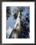 A Thick Karri Tree Is Seen Reaching For The Sky by W. Robert Moore Limited Edition Print