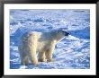 A Polar Bear Walks Across A Snowfield by Paul Nicklen Limited Edition Print