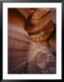 A Mountain Lion Pauses On A Ledge Inside A Swirled Rock Chasm by Norbert Rosing Limited Edition Print