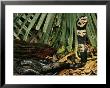 Black Forest Cobra Native To Africa by George Grall Limited Edition Print