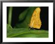 An Orange Long Wing Butterfly, Also Known As A Julia Butterfly, Lands On A Green Plant by Roy Toft Limited Edition Print
