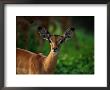 A Young Impala Stares At The Camera by Beverly Joubert Limited Edition Pricing Art Print