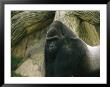 A Captive Mountain Gorilla by Joel Sartore Limited Edition Pricing Art Print