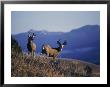 Two Mule Deer Bucks Stand On A Grassy Slope by Michael S. Quinton Limited Edition Pricing Art Print