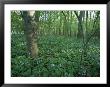 Virginia Bluebells Around A Tree In Rock Creek Park by Taylor S. Kennedy Limited Edition Print