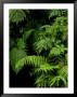 Close View Of Lush Foliage In A Rain Forest by Todd Gipstein Limited Edition Print