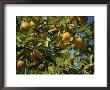 An Orange Tree Bears Fruit Along Sunset Boulevard by Stephen St. John Limited Edition Print