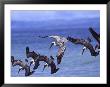 Group Of Brown Pelicans (Pelecanus Occidentalis) Diving Into Water by Roy Toft Limited Edition Print