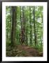 A Woman Rides A Mountain Bike On Props Run, A Single Track Trail by Skip Brown Limited Edition Print