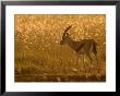 A Grants Gazelle In A Grassy Field At Sunrise (Gazella Granti) by Roy Toft Limited Edition Pricing Art Print