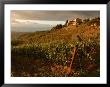 Vineyards, Tuscany, Italy by Keith Levit Limited Edition Print