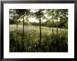 Wildflower Meadow, View Of Wild Flowers And Trees by Fiona Mcleod Limited Edition Pricing Art Print