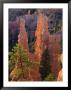 Pinnacles And Ponderosa Pines At Sunrise, Fairyland Canyon, Bryce Canyon National Park, Utah, Usa by Scott T. Smith Limited Edition Print