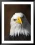 A Close View Of The Head Of An American Bald Eagle by Ralph Lee Hopkins Limited Edition Pricing Art Print
