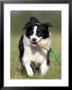 Dog, Border Collie, Lemgo, Germany by Thorsten Milse Limited Edition Print