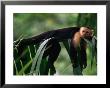 White-Faced Capuchin (Cebus Capucinus) Laying On A Branch In A Tropical Rainforest, Costa Rica by Ralph Lee Hopkins Limited Edition Print