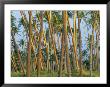 Coconut Plantation, Taveuni Island, Fiji by Upperhall Limited Edition Print