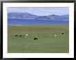 Lake Terkhiin Tsagaan Nuur, Volcanic Region Of Khorgo, Arkhangai, Mongolia, Central Asia by Bruno Morandi Limited Edition Pricing Art Print