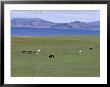 Lake Terkhiin Tsagaan Nuur, Volcanic Region Of Khorgo, Arkhangai, Mongolia, Central Asia by Bruno Morandi Limited Edition Print